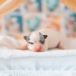 Chihuahua Puppies from Arizona Adventure Chihuahuas