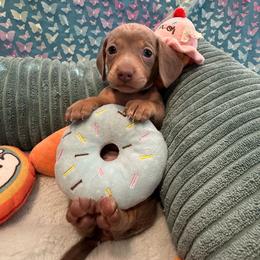 Jessica Jones- Winnie - Fawn (Isabella) female Dachshund puppy in Pittsburg, California from Super Hero Dachshunds