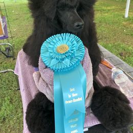 Maris - Poodle