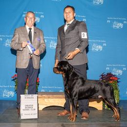 Yamal - Rottweiler