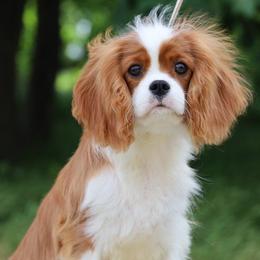 Cavalier King Charles Spaniels from Constantin Pups