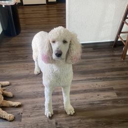 None - Goldendoodle