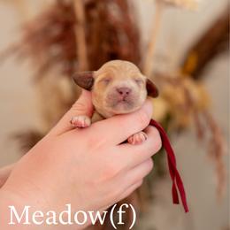 Meadow - Apricot female Goldendoodle puppy in Acton, Maine from Silver Pines Pups