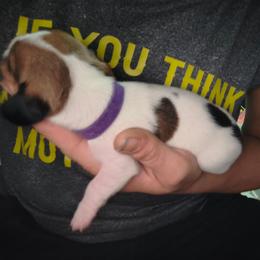 Cookie - Piebald male Dachshund puppy in Hollis, Oklahoma from Write Breed Doxies