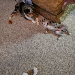 Australian Shepherd Puppies from Brouillard Farm