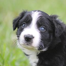 Cam - Black female Border Collie puppy in Tylertown, Mississippi from Cool Meadow Farms