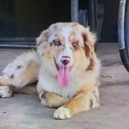 Miniature Australian Shepherds from Amy's Mini Aussies