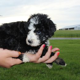 Boy 6 - Bernedoodle puppy in New Weston, Ohio from Buschur Bernedoodles