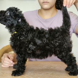 Ms Yellow - Black female Pumi puppy in Albuquerque, New Mexico from Marylynn's Pumis