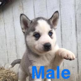 Siberian Husky Puppies from Siberian Huskies-Beckham the Great
