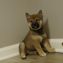 Shiba Inu Puppies from Veronika's Shiba Inus