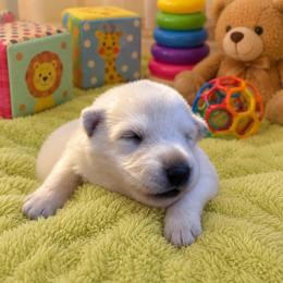 Abigail - White female German Shepherd puppy in Yuba City, California from Barton’s German Shepherds
