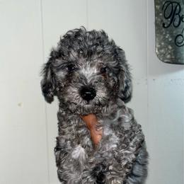 Stitch 1300 - Merle male Yorkipoo puppy in Gastonia, North Carolina from Dynasty Kennel