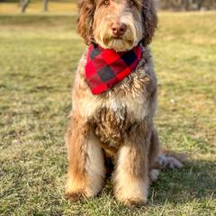 Indy - Australian Mountain Doodle