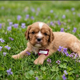 Maggie x Maxwell - Ruby female Cavalier King Charles Spaniel puppy in Pennsylvania from Julie's Cavalier King Charles Spaniels