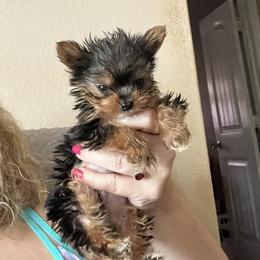 Yorkshire Terrier Puppies from Rosenthal Yorkies