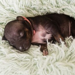 American Hairless Terrier and Anatolian Shepherd Dog Puppies from Wilsong AHT