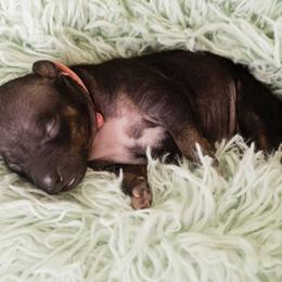 American Hairless Terrier and Anatolian Shepherd Dog Puppies from Wilsong AHT
