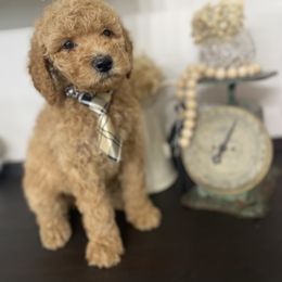 Goldendoodle Puppies from Southern Grace Acres