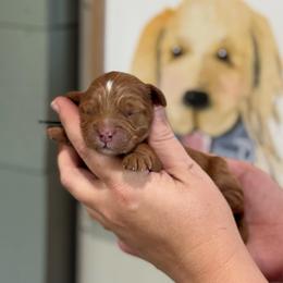 Boy 1 - Red  male Goldendoodle puppy in Wharton, Texas from Little Fur Friends