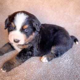 Bernedoodle, Bernese Mountain Dog, and Siberian Husky Puppies from Timberline Paws