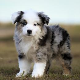 Jesse - Blue merle male Miniature American Shepherd puppy in Snyder, Texas from RLA Miniature American Shepherds