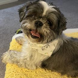 Tessa Brynn - Black and white female Shih Tzu puppy in Stafford, Virginia from Bayview Pups
