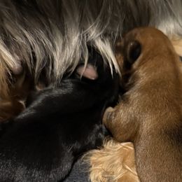 Yorkshire Terriers from Tricia’s Yorkie Puppies