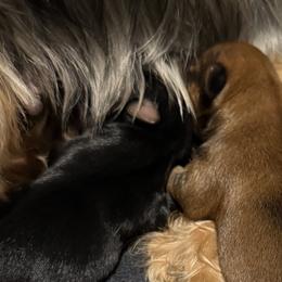 Yorkshire Terriers from Tricia’s Yorkie Puppies