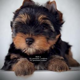 Male 2 - Black and tan male Yorkshire Terrier puppy in Madera, California from Precious Yorkies
