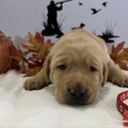 Red - Yellow male Labrador Retriever puppy in Newton Grove, North Carolina from Wayalife Labradors & Gsp’s