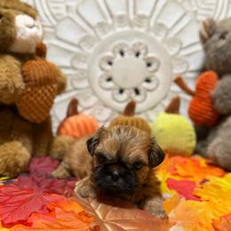 Ruby - Sable female Shih Tzu puppy in Sherman, Texas from Shannon’s Sugar Sweet Shih Tzu’s
