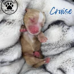 Cruise - Apricot male Goldendoodle puppy in Anderson, South Carolina from Brinkerhoff Doodle Farm