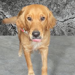 Millie - Golden Retriever