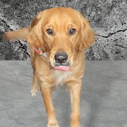 Millie - Golden Retriever