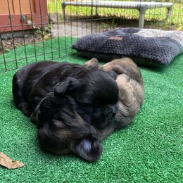 French Bulldog Puppies from Just Us Frenchies