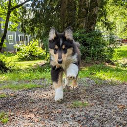Lavender - Scottish Collie puppy in Lynden, Washington from Woodpecker Farm