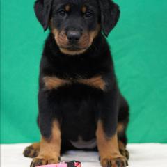 Salmon Pink - Black and rust female Beauceron puppy in Batavia, New York from Oakland Beaucerons