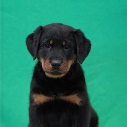 Salmon Pink - Black and rust female Beauceron puppy in Batavia, New York from Oakland Beaucerons