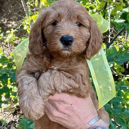 Aspen's Yellow Female - Apricot female Goldendoodle puppy in Great Falls, Montana from Montana Goldendoodles
