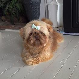 Ginger - Shih Tzu