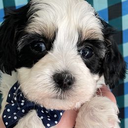 Havanese, Miniature Schnauzers, Poodles, and Schnoodles from Mashburns Little Munchkins