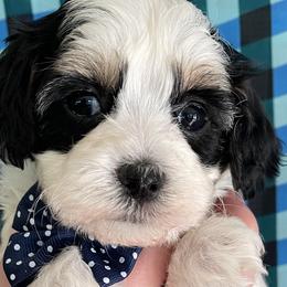Havanese, Miniature Schnauzers, Poodles, and Schnoodles from Mashburns Little Munchkins