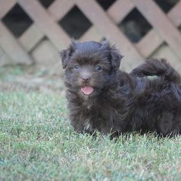 Alpine - Chocolate male Havanese puppy in Bowling Green, Kentucky from Denise Clark