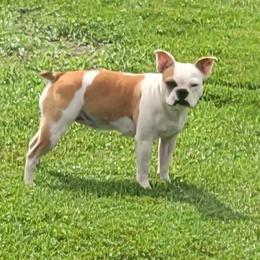 Passion - Boston Terrier