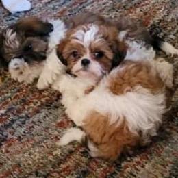 Shih Tzu Puppies from Grandma Ts Precious Puppies