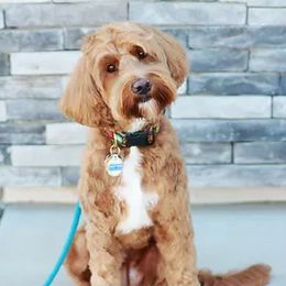 Daisy Mae - Australian Labradoodle