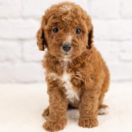 Winnie - Red female Cavapoo puppy in Salt Lake City, Utah from Marlene's Doodles