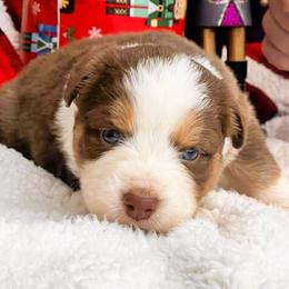 Jasmine - Red tri-color female Australian Shepherd puppy in Boise, Idaho from Black Canyon Corral Aussies