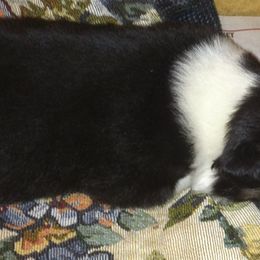 Australian Shepherd Puppies from Jamara Aussies